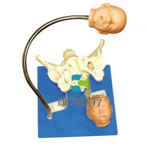 “康為醫療”帶有胎兒頭的骨盆模型,分娩機制示教模型