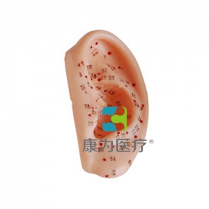 “康為醫療”耳針灸模型13CM