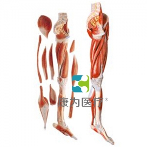 “康為醫療”下肢層次解剖模型