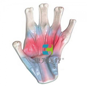 “康為醫療”手骨間肌模型