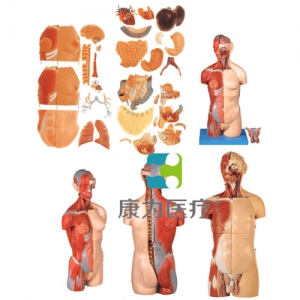 “康為醫療”男、女兩性互換肌肉內臟背部開放式頭頸軀干模型