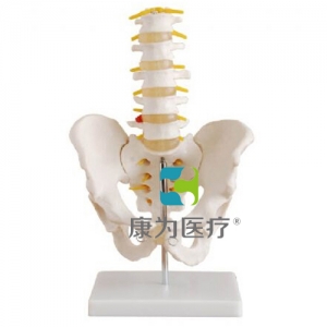 “康為醫療”自然大骨盆帶五節腰椎模型
