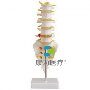 “康為醫療”自然大腰椎帶尾椎骨模型