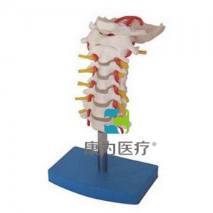 “康為醫療”頸椎帶頸動脈、后枕骨、椎間盤與神經模型