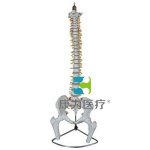 “康為醫療”脊柱、骨盆與股骨頭模型