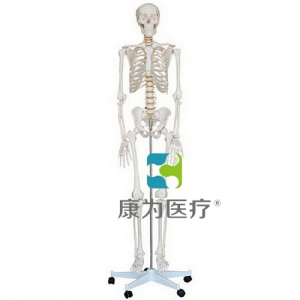 “康為醫療”男性全身骨骼模型