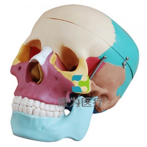 “康為醫療”自然大彩色頭顱骨模型