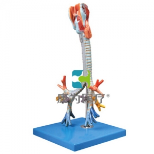 “康為醫療”喉與氣管、支氣管樹模型