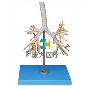 “康為醫療”支氣管樹模型