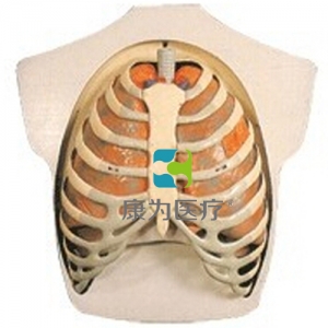 “康為醫療”呼吸系統模型