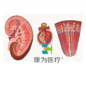 “康為醫療”腎與腎單位、腎小球放大模型