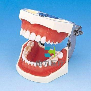 “康為醫療”標準牙頜模型