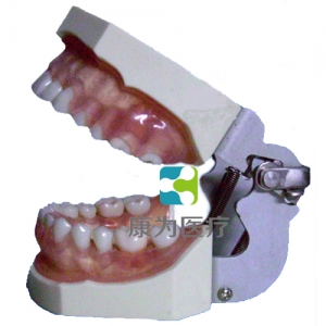 “康為醫療”牙齦病模型