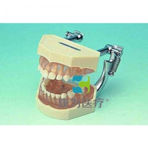 “康為醫療”可拆乳牙頜模型