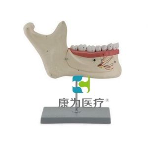 “康為醫療”下頜恒牙解剖(自然大)