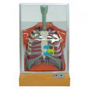 “康為醫療”人體呼吸運動電動模型